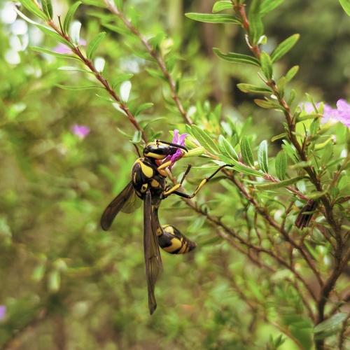Busy Bee