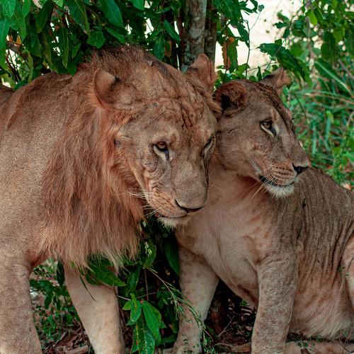 Love of Lion Couple