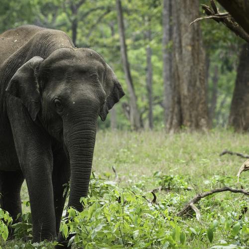 THE ASIAN ELEPHANT