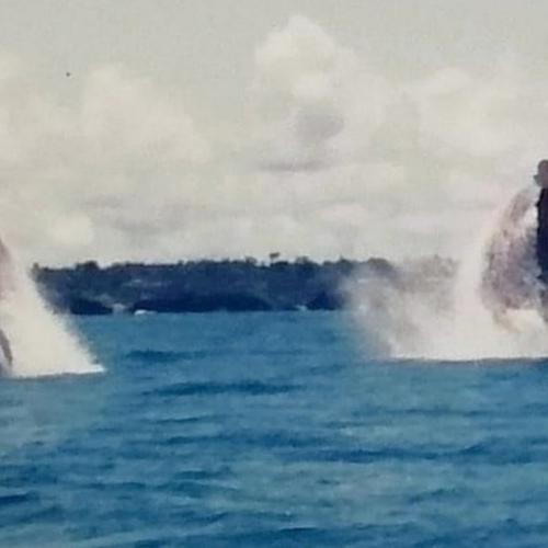 Photo #4755387
