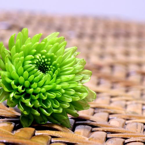 Photo #4755485