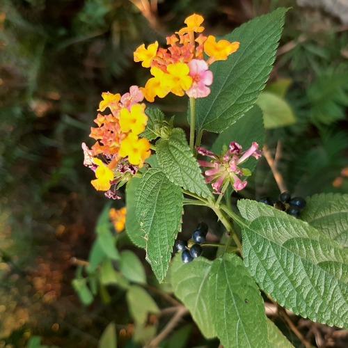wild flowers