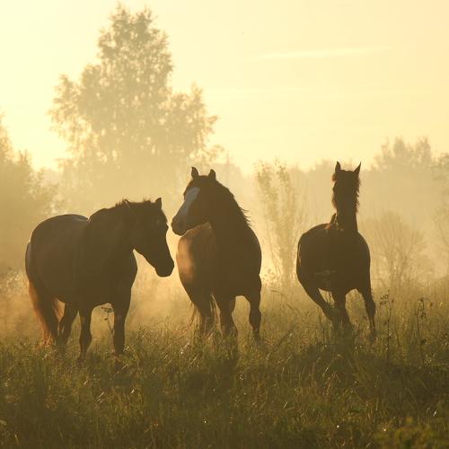 Photo #4756821