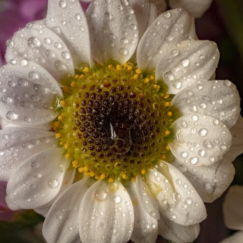 Photo #4757720
