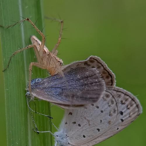 Photo #4758001