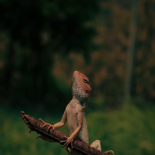 Oriental Garden Lizard.