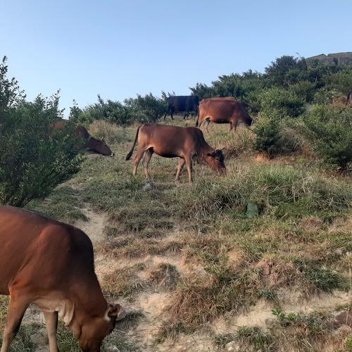 cows