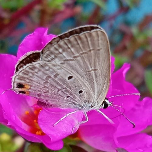 Photo #4759992