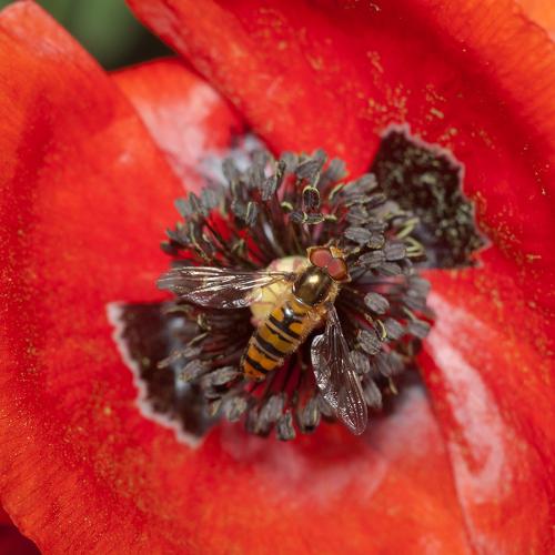 Photo #4760462