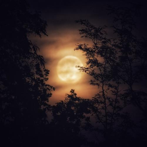 Photo #4761407