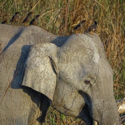 Elephant Riding
