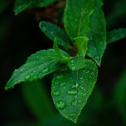 Photo #4764626