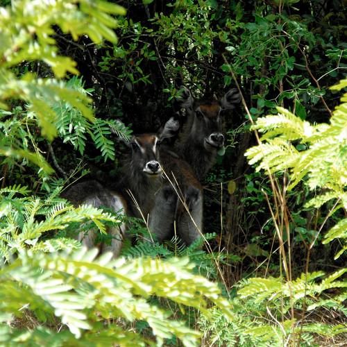 Photo #4765383