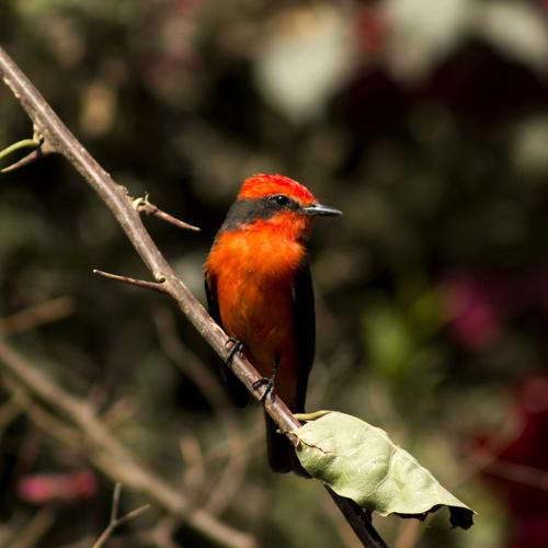 Red Robin
