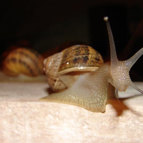 Photo #4766710