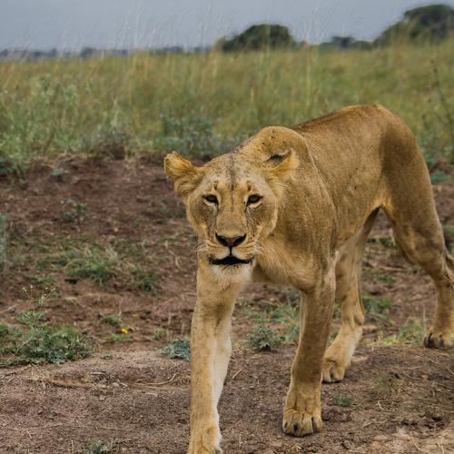Photo #4767933