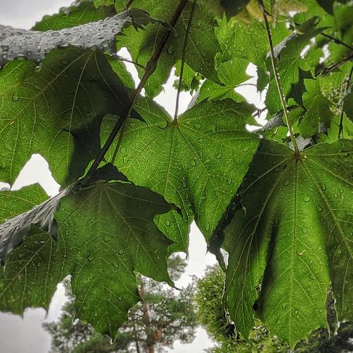 Leaves