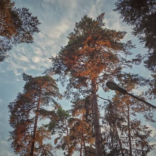 Some Pines