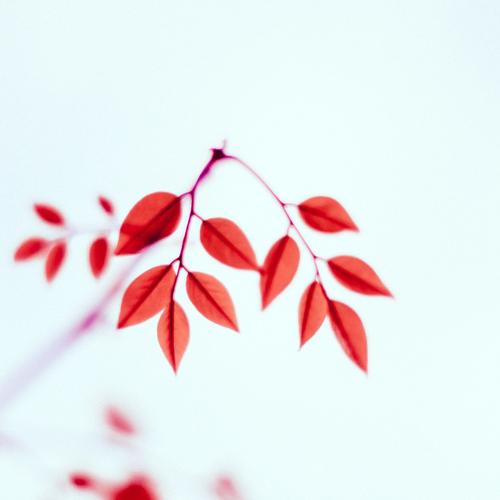 Fotografia de Natureza