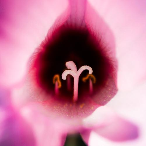 El corazón de una flor