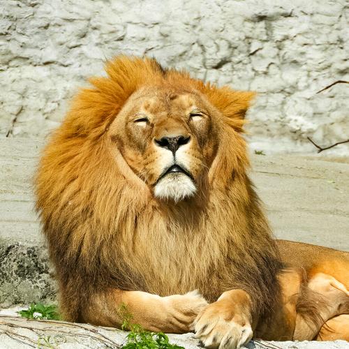 Photo #4770589