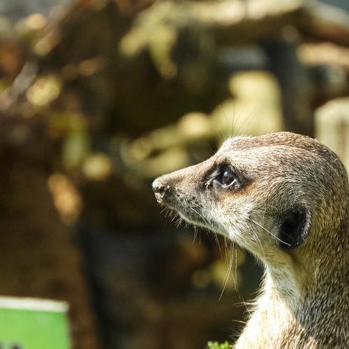 Photo #4770592