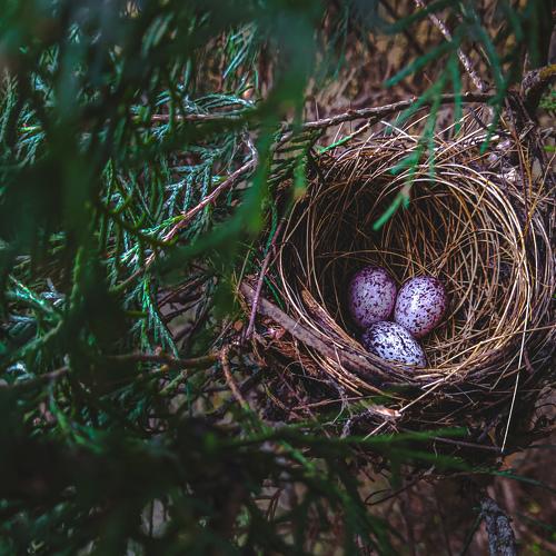 Beginningof life