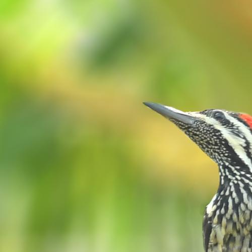 Woodpecker