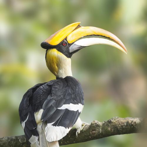 Great hornbill
