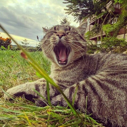 Photo #4772775