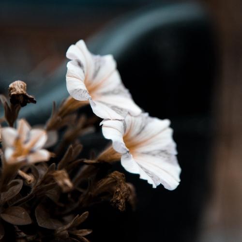 Photo #4775410