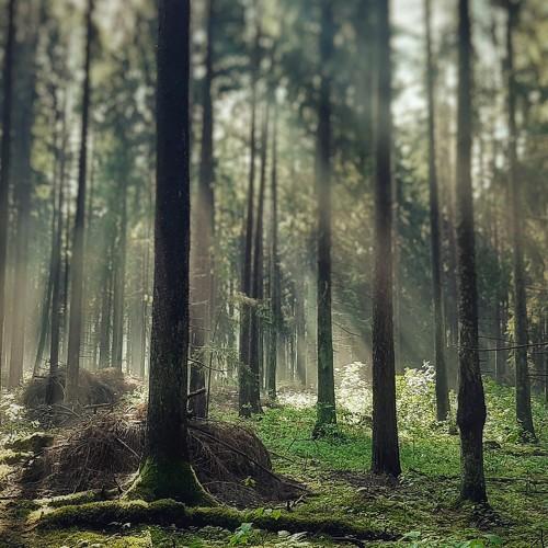 Forest and Morning Fog