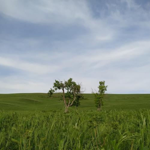 Lonely tree