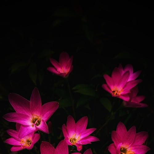 Blooming lily