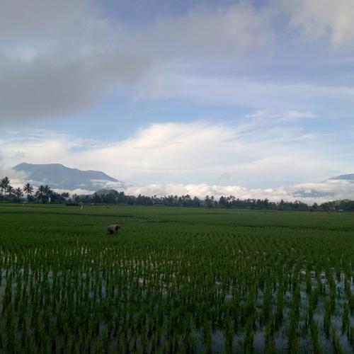 The Morning