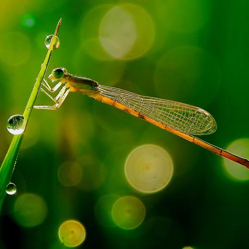 Morning magic