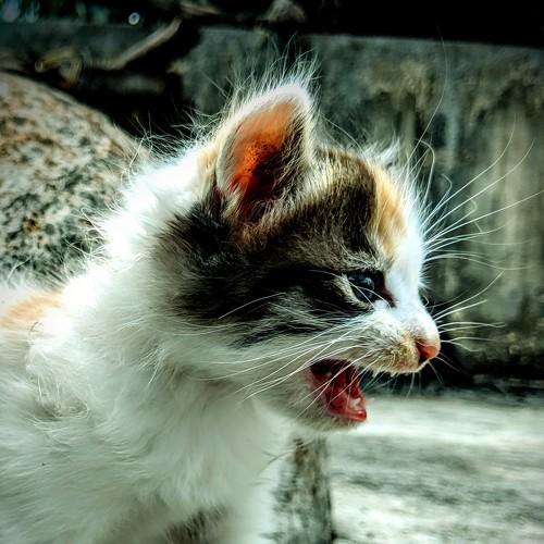 Photo #4778812