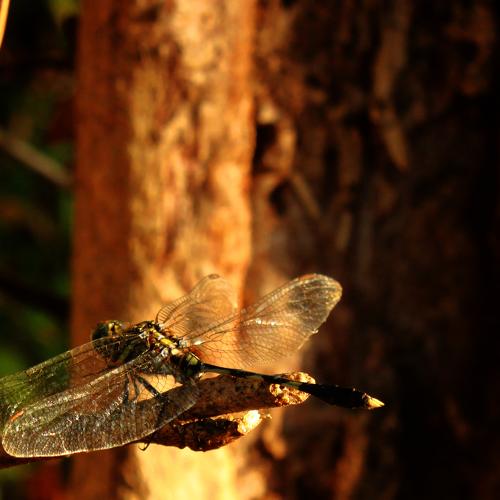 Photo #4779028