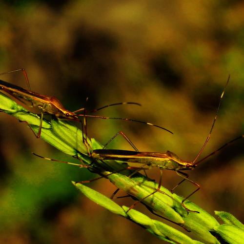 Photo #4779031