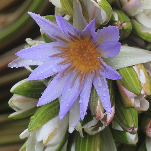 Photo #4779371