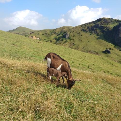 Photo #4779595