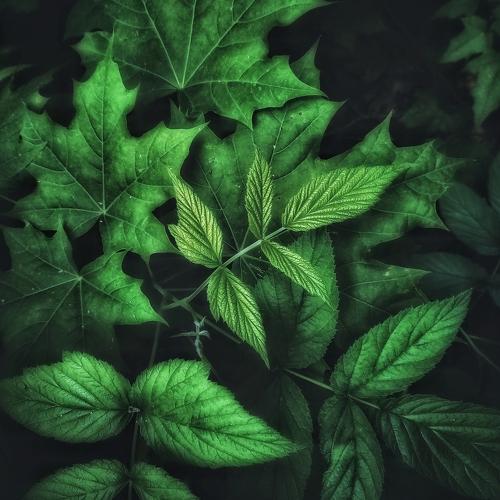 Photo #4779962