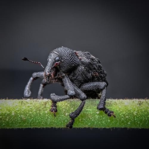 A Weevil
