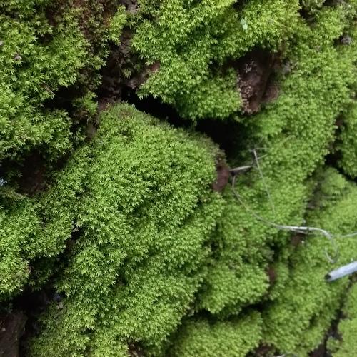 Photo #4781672