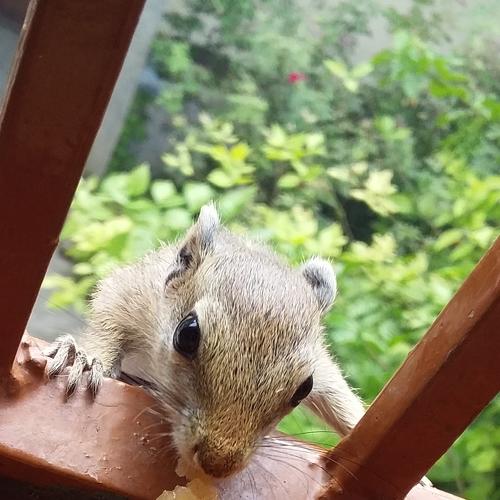 Photo #4781686