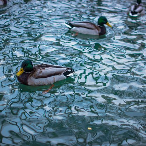 Photo #4782034