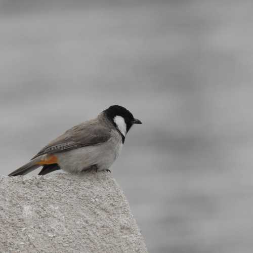 Photo #4782100