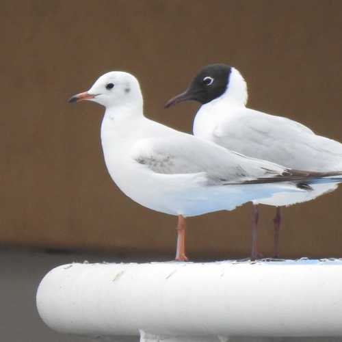 Photo #4782122