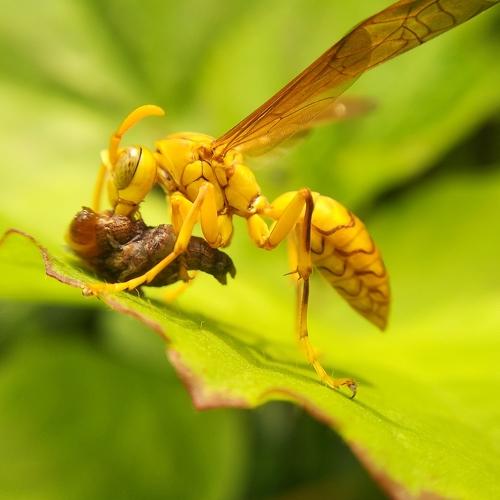 Photo #4782196