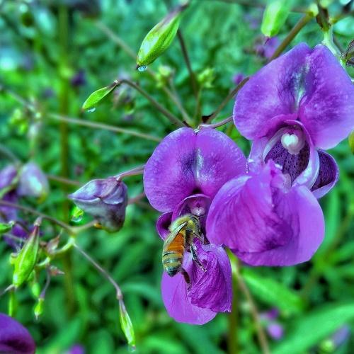 Honey bee